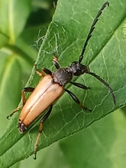 Stictoleptura rubra