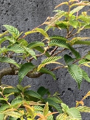 Carpinus japonica