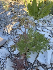Lomatium multifidum