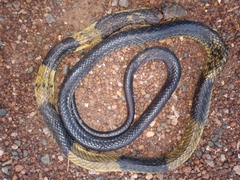 Naja savannula