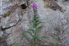 Pedicularis asparagoides