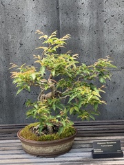 Carpinus japonica