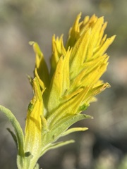 Castilleja flava flava
