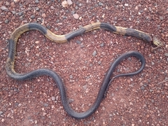Naja savannula
