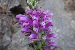 Pedicularis asparagoides