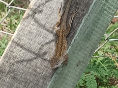 Anolis sagrei