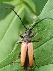 Stictoleptura rubra