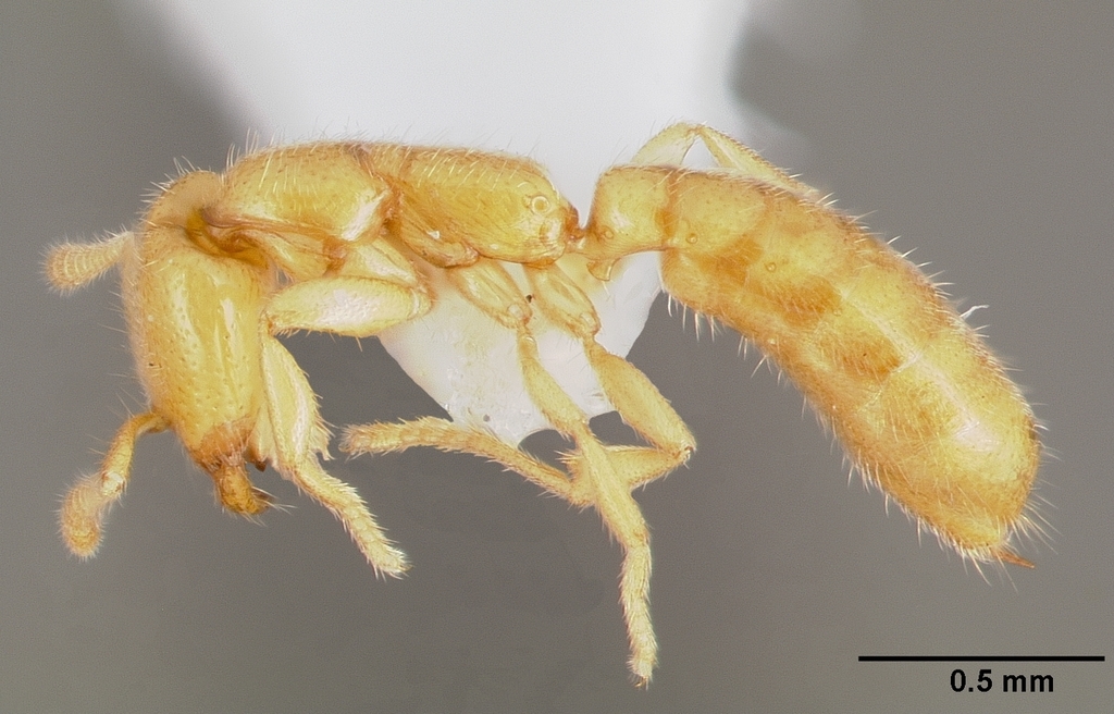 Adetomyrma venatrix