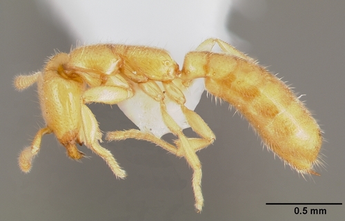 Adetomyrma venatrixAdetomyrma venatrix