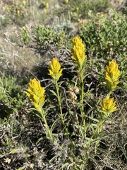 Castilleja flava flava