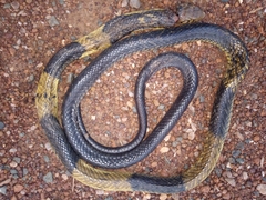 Naja savannula