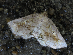 Pangrapta flavomacula