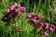 Pedicularis pyrenaica