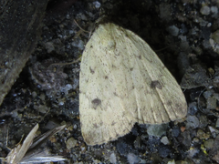 Anachrostis nigripunctalis