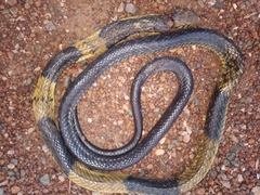 Naja savannula