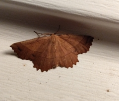 Euchlaena johnsonaria