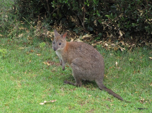 Red-necked Pademelon