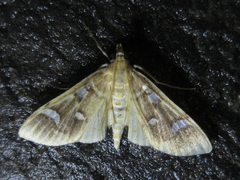 Cotachena alysoni