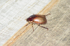 Callistethus