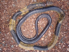Naja savannula