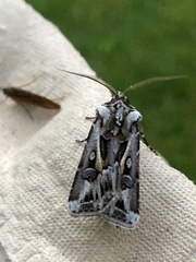 Agrotis vestigialis