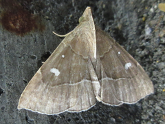 Cidariplura gladiata