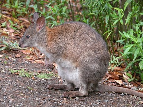 Red-Necked Pademelon