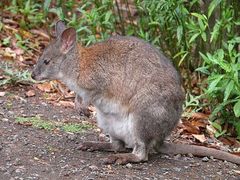 Red-Necked Pademelon photo 1