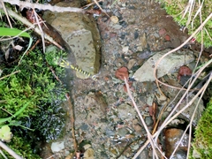 Neallogaster pekinensis