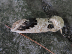 Phalera flavescens