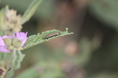 Agrilus aureus