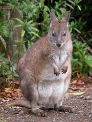 Red-Necked Pademelon photo 2