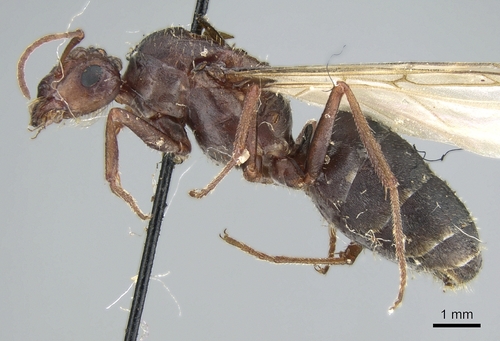 Anoplolepis nuptialisAnoplolepis nuptialis