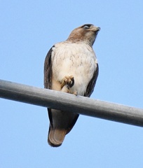 Buteo jamaicensis