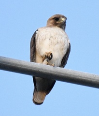 Buteo jamaicensis