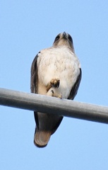 Buteo jamaicensis