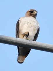 Buteo jamaicensis