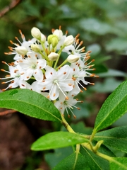 Rhododendron micranthum