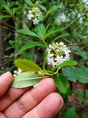 Rhododendron micranthum