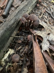 Neohygrocybe