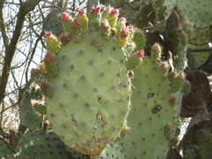 Opuntia pilifera