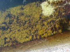 Callitriche hamulata