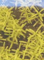 Callitriche hamulata