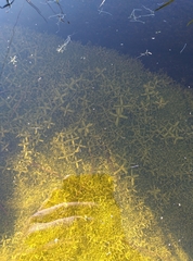 Callitriche hamulata