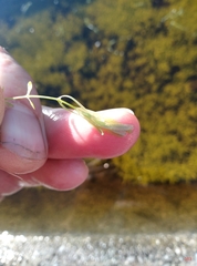 Callitriche hamulata