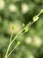 Draba sphaeroides