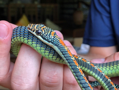 Chrysopelea paradisi