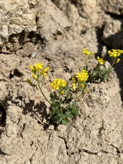 Draba sphaeroides