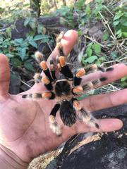 Brachypelma hamorii