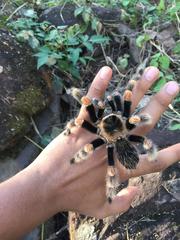 Brachypelma hamorii